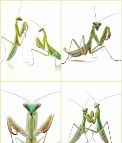 螳螂怎么抓 螳螂怎么抓