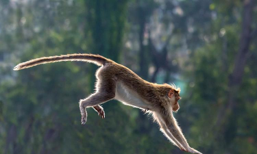 猴子怎么跳 猴子怎么跳