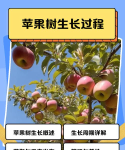 苹果树怎么种 苹果树怎么种