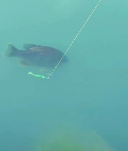 太阳鱼怎么钓 太阳鱼怎么钓