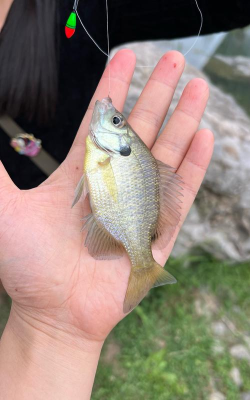 怎么钓太阳鱼 怎么钓太阳鱼