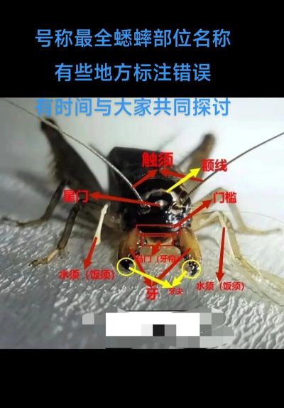 怎么抓蟋蟀 怎么抓蟋蟀