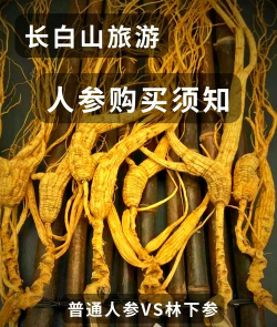 人参怎么买 人参怎么买