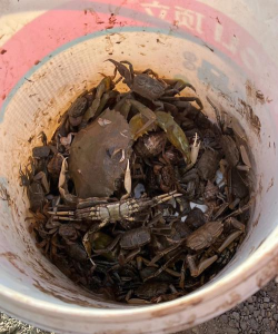 青蟹怎么抓 青蟹怎么抓