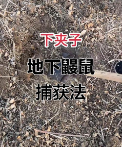 怎么捕捉老鼠 怎么捕捉老鼠