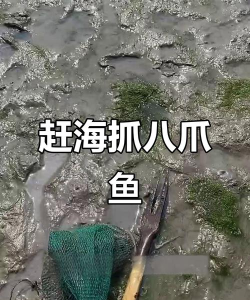 怎么抓八爪鱼 怎么抓八爪鱼