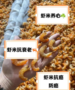 虾米怎么养 虾米怎么养