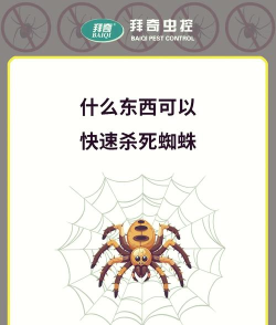 怎么杀蜘蛛 怎么杀蜘蛛