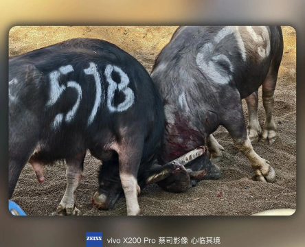 斗牛怎么看 斗牛怎么看