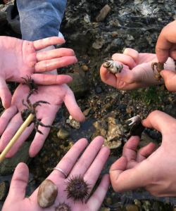 怎么抓河蟹 怎么抓河蟹