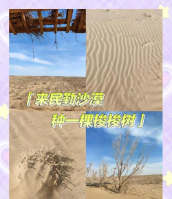 梭梭树怎么读,正确发音解析,常见误读纠正 梭梭树怎么读,正确发音解析,常见误读纠正