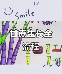 甘蔗怎么种植,掌握关键步骤,轻松收获甜蜜果实 甘蔗怎么种植,掌握关键步骤,轻松收获甜蜜果实