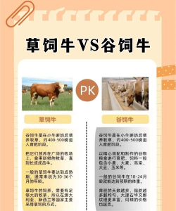 养牛,科学饲养管理,提高养殖效益 养牛,科学饲养管理,提高养殖效益