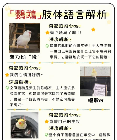 鹦鹉怎么繁殖,掌握配对技巧,提高繁殖成功率 鹦鹉怎么繁殖,掌握配对技巧,提高繁殖成功率