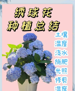 如何栽花,掌握正确步骤,打造美丽花园 如何栽花,掌握正确步骤,打造美丽花园