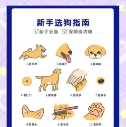 如何买狗,挑选健康幼犬,避开常见陷阱 如何买狗,挑选健康幼犬,避开常见陷阱