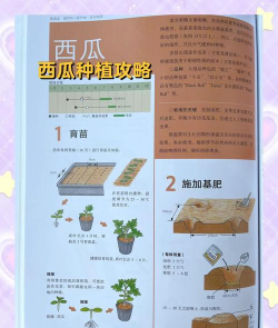 西瓜如何种,掌握关键技巧,轻松收获甜美果实 西瓜如何种,掌握关键技巧,轻松收获甜美果实