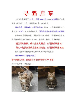 如何找猫,快速找回走失爱宠,掌握实用寻猫技巧 如何找猫,快速找回走失爱宠,掌握实用寻猫技巧