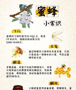 如何养蜜蜂,新手入门指南,轻松收获甜蜜 如何养蜜蜂,新手入门指南,轻松收获甜蜜