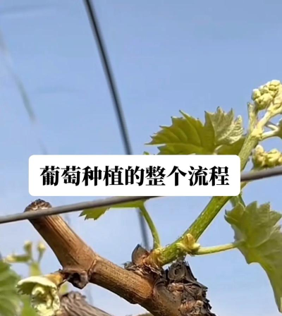 如何种葡萄,掌握关键技巧,收获甜美果实 如何种葡萄,掌握关键技巧,收获甜美果实