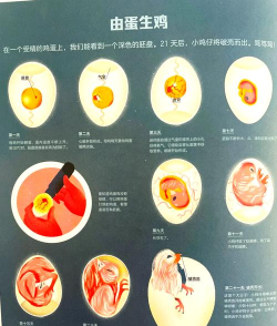 孵化鸡蛋,掌握关键步骤,成功孵出健康小鸡 孵化鸡蛋,掌握关键步骤,成功孵出健康小鸡