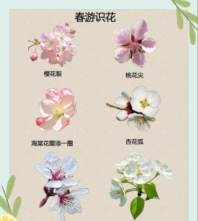 如何识别花,掌握实用技巧,轻松辨别各类花卉 如何识别花,掌握实用技巧,轻松辨别各类花卉