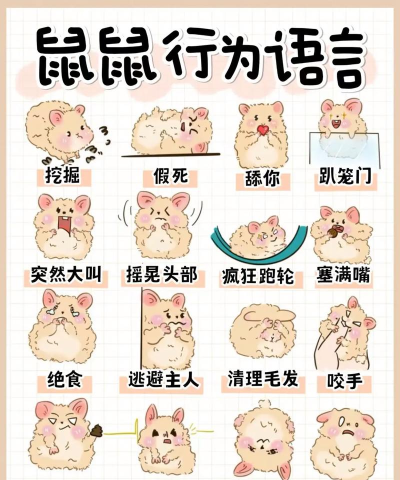 仓鼠的英文怎么读,发音技巧详解,常见误区纠正 仓鼠的英文怎么读,发音技巧详解,常见误区纠正