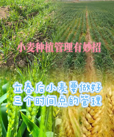 如何种植小麦,掌握关键步骤,实现高产丰收 如何种植小麦,掌握关键步骤,实现高产丰收