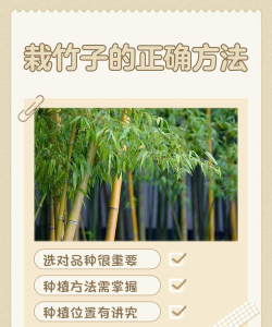 竹子如何种植,掌握关键技巧,打造翠绿庭院 竹子如何种植,掌握关键技巧,打造翠绿庭院