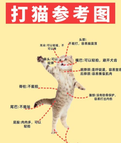 如何教训猫,纠正错误行为,建立和谐关系 如何教训猫,纠正错误行为,建立和谐关系