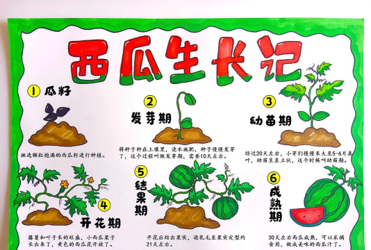 西瓜怎么种,从选种到收获,新手也能轻松上手 西瓜怎么种,从选种到收获,新手也能轻松上手