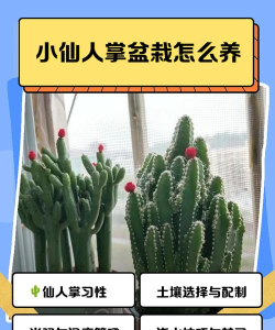 如何种仙人掌,轻松上手养护,打造家居绿意小角落 如何种仙人掌,轻松上手养护,打造家居绿意小角落