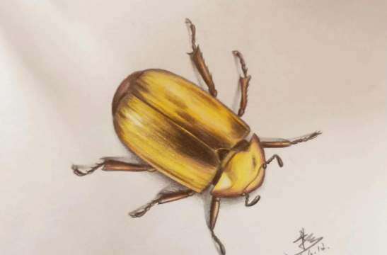 甲虫怎么画,简单步骤教学,轻松掌握绘画技巧 甲虫怎么画,简单步骤教学,轻松掌握绘画技巧