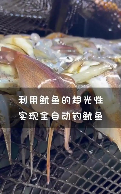 如何钓鱿鱼,掌握技巧与时机,轻松体验夜钓乐趣 如何钓鱿鱼,掌握技巧与时机,轻松体验夜钓乐趣