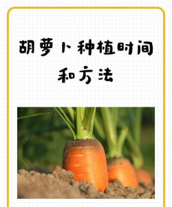 胡萝卜怎么种,掌握播种技巧,轻松收获甜美果实 胡萝卜怎么种,掌握播种技巧,轻松收获甜美果实