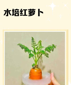 如何种胡萝卜,掌握关键步骤,轻松收获美味 如何种胡萝卜,掌握关键步骤,轻松收获美味