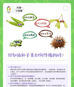 种子是怎么来的,揭秘植物繁衍奥秘,探索生命起源之旅 种子是怎么来的,揭秘植物繁衍奥秘,探索生命起源之旅