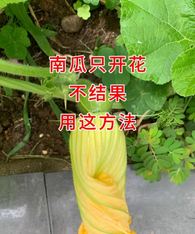我的世界南瓜怎么种,掌握种植技巧,轻松收获南瓜资源 我的世界南瓜怎么种,掌握种植技巧,轻松收获南瓜资源