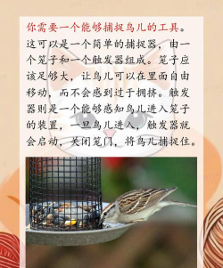 逮鸟,掌握技巧方法,轻松捕捉目标 逮鸟,掌握技巧方法,轻松捕捉目标