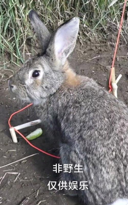 野兔怎么捕,掌握实用技巧,轻松捕获野味 野兔怎么捕,掌握实用技巧,轻松捕获野味
