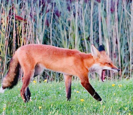 狐狸,聪明机敏的动物,野外生存的智慧 狐狸,聪明机敏的动物,野外生存的智慧