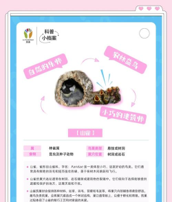 小鸟如何筑巢,揭秘自然建筑智慧,展现生命繁衍奥秘 小鸟如何筑巢,揭秘自然建筑智慧,展现生命繁衍奥秘