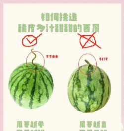 西瓜,怎么挑选才甜,怎么保存才新鲜 西瓜,怎么挑选才甜,怎么保存才新鲜