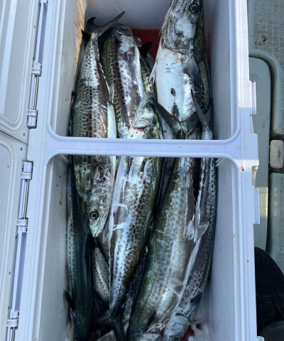 鲅鱼怎么钓,掌握最佳时机,轻松提升上钩率 鲅鱼怎么钓,掌握最佳时机,轻松提升上钩率