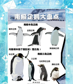 企鹅怎么,生活习性揭秘,南极生存之道 企鹅怎么,生活习性揭秘,南极生存之道