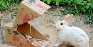 怎么套兔子,掌握实用技巧,轻松捕捉野兔 怎么套兔子,掌握实用技巧,轻松捕捉野兔