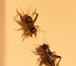 斗蛐蛐怎么斗,掌握基本规则,体验传统竞技乐趣 斗蛐蛐怎么斗,掌握基本规则,体验传统竞技乐趣