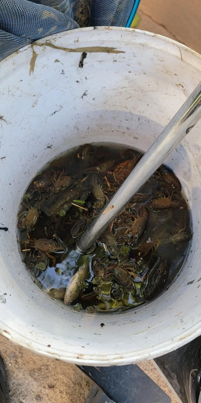 小龙虾怎么抓,掌握技巧轻松上手,享受户外捕捞乐趣 小龙虾怎么抓,掌握技巧轻松上手,享受户外捕捞乐趣