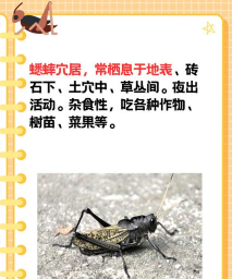 蛐蛐怎么抓,掌握技巧轻松上手,享受捕捉乐趣 蛐蛐怎么抓,掌握技巧轻松上手,享受捕捉乐趣