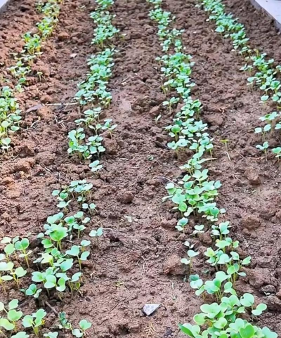 萝卜种子怎么种,轻松掌握种植技巧,收获饱满多汁萝卜 萝卜种子怎么种,轻松掌握种植技巧,收获饱满多汁萝卜